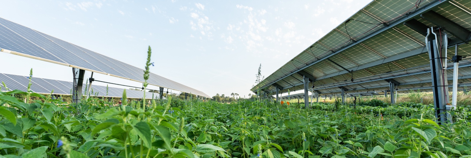 agrivoltaisme